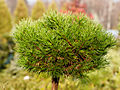 Pinus rotundata Iluse IMG_1888 Sosna górska